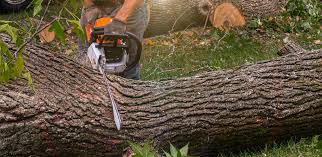 Best Tree Preservation Services  in St Clair, PA